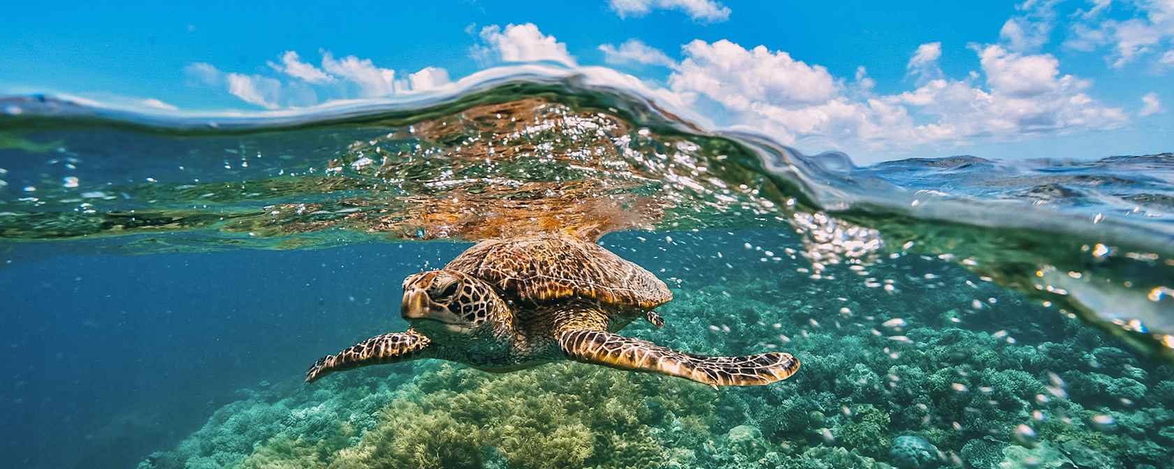 Sea turtle in the ocean in Australia.