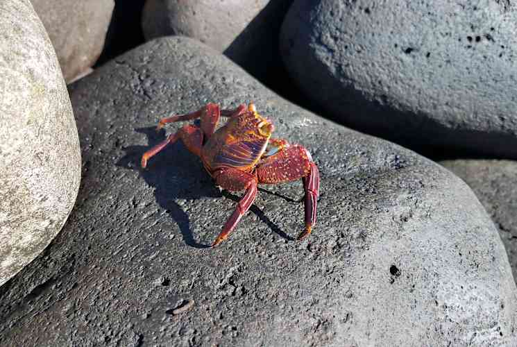 A red crab on a rock in the Galapagos Islands.