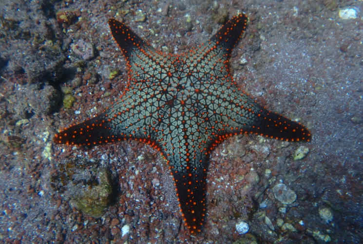 A starfish on a rock.