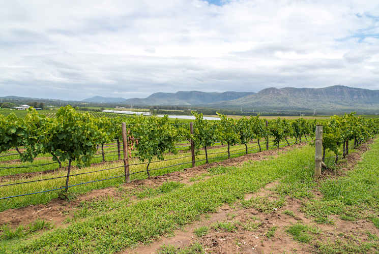 Hunter Valley Vineyard.