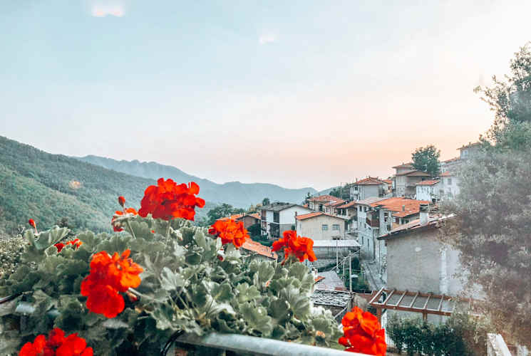 Red flowers on a ledge.