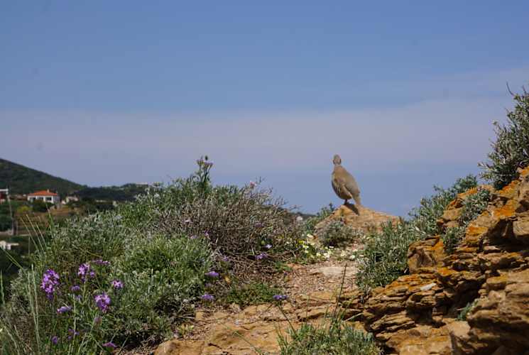 A grassy area and a bird standing on a rock.
