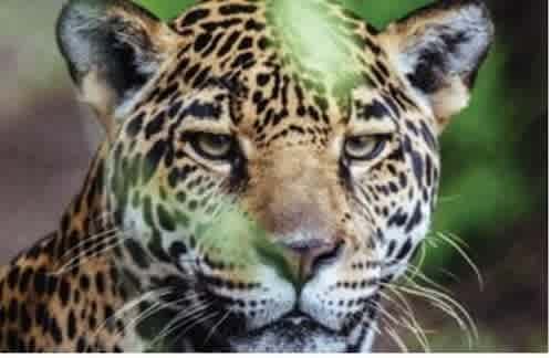 Mexico Forest Restoration Impact