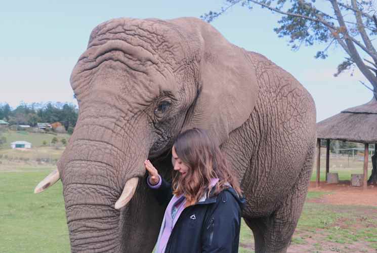 A student petting an elephant.