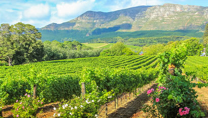 Study Abroad | Stellenbosch Featured Image