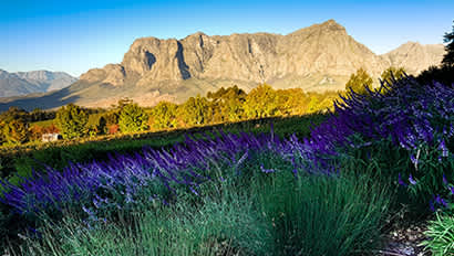 Study Abroad | Stellenbosch Featured Image