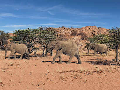 Elephants in South Africa.